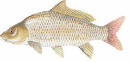 Freshwater Carp