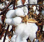 Cotton