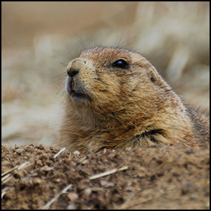 Ground Hog by John Sonderman [CC-BY-SA-2.0 (http://creativecommons.org/licenses/by-sa/2.0)], via Flickr https://flic.kr/p/4zUjkf [cropped]