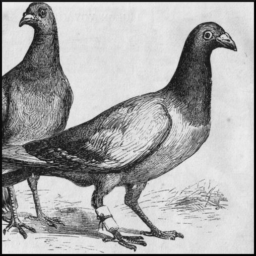 Source http://http://commons.wikimedia.org/wiki/File:Pigeon_Messengers_(Harper%27s_Engraving).png [Public Domain]