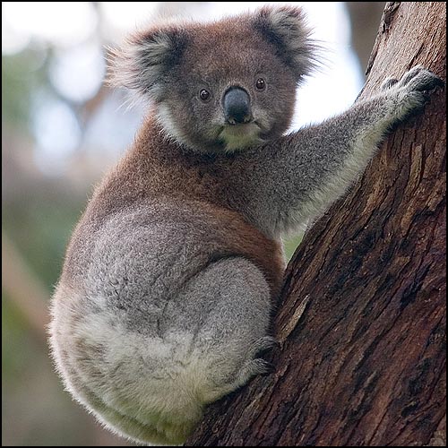 Koala Climbing Tree by David Iliff http://commons.wikimedia.org/wiki/File:Koala_climbing_tree.jpg (CC BY-SA 3.0)