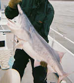 Paddlefish