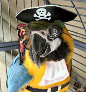 Pirate Want A Cracker?