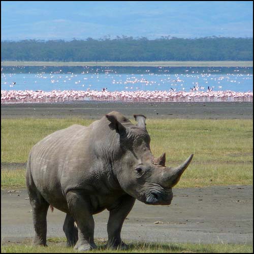 White Rhino in Lake Nakuru 2