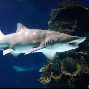 Shark by Jeff Kubina [CC-BY-SA-2.0 (http://creativecommons.org/licenses/by-sa/2.0)], via Flickr https://flic.kr/p/cCRFX [cropped]